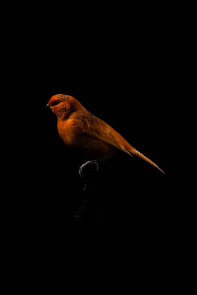 DN_09_20x30