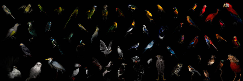 montagem_birds